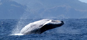 humpback