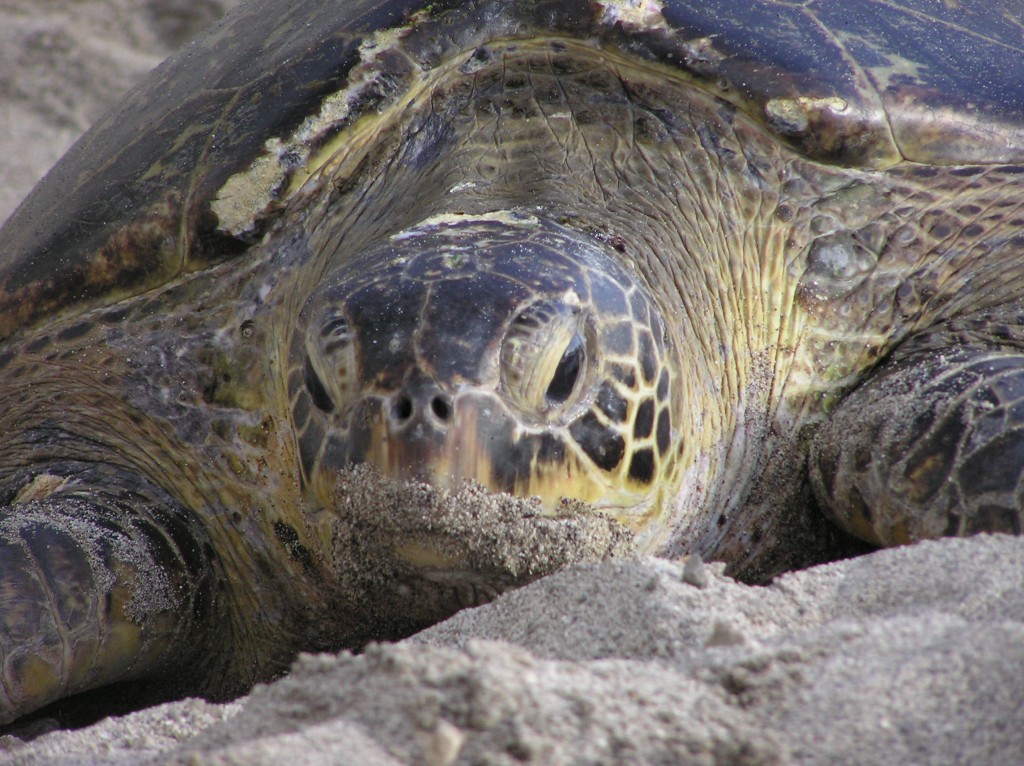 ウミガメは7種いる - 認定NPO法人エバーラステイング・ネイチャー
