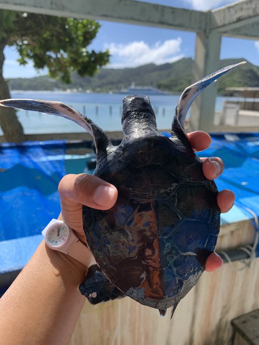 【最終値下げ】ご当地キティ 小笠原諸島 ウミガメなど5点 小笠原海洋センターはふ化シーズン終盤 - 認定NPO法人エバーラ