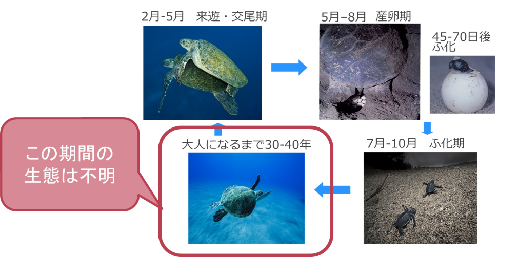 伊豆諸島でのウミガメ調査始動 認定npo法人エバーラステイング ネイチャー