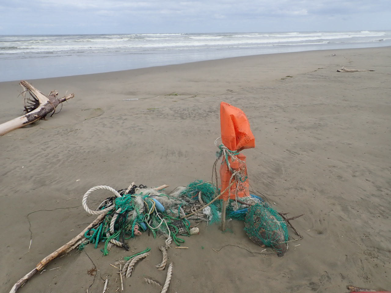 網に絡まったタイマイ・・・ - 認定NPO法人エバーラステイング・ネイチャー