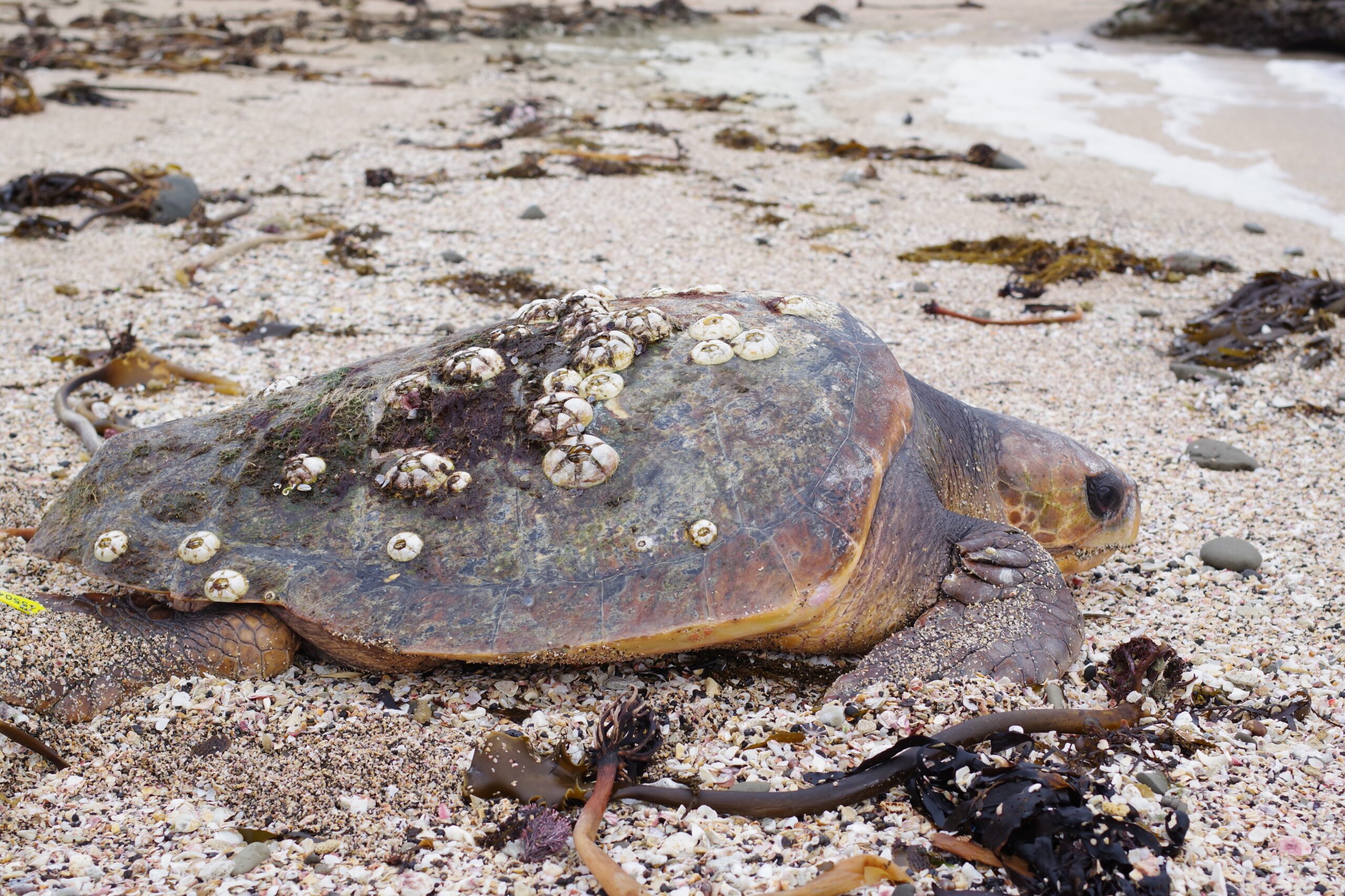 アオウミガメが産卵にやってきた 絶滅危惧種アオウミガメ、都市海岸で見守られ産卵 パキスタン