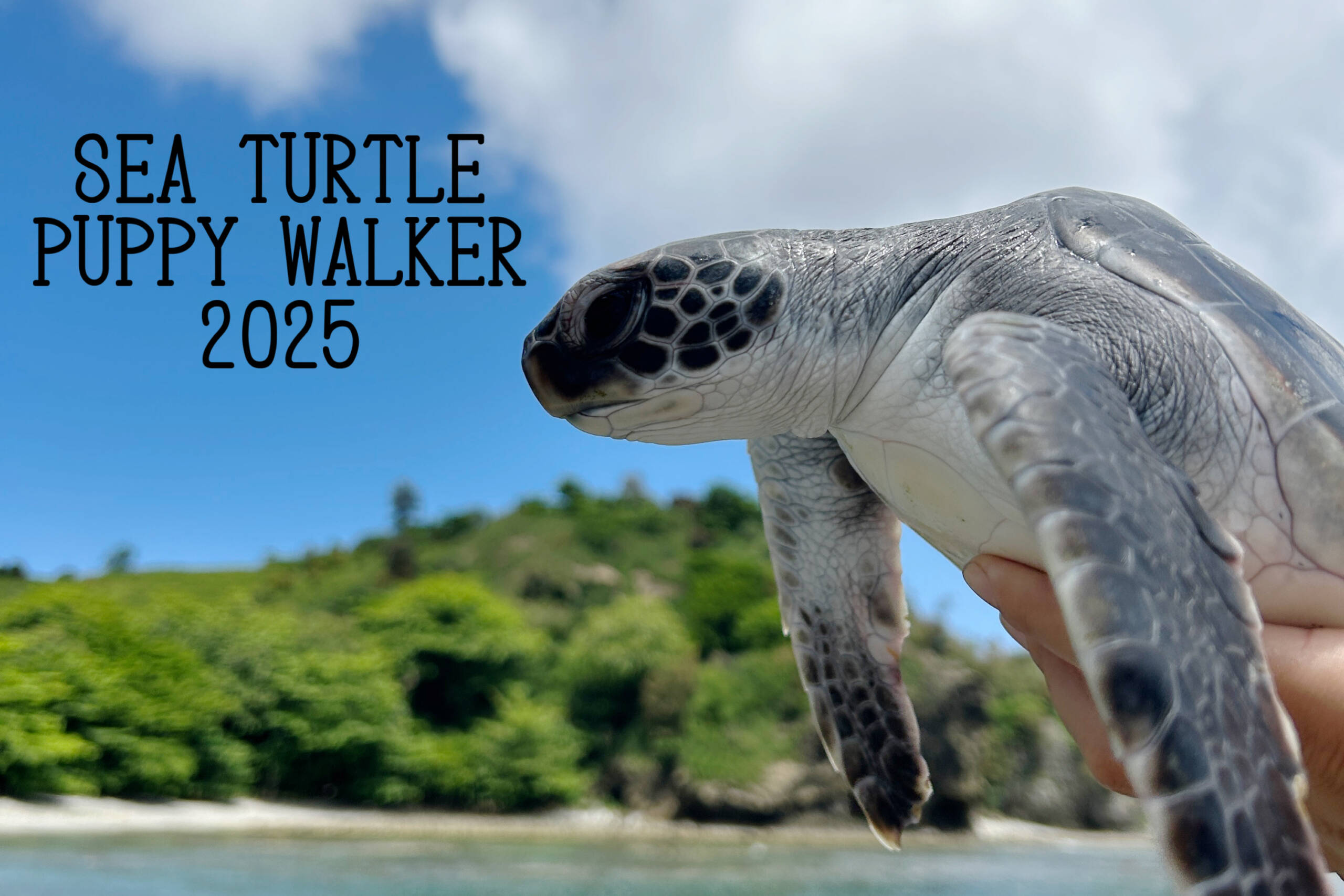 今年度終了しました「ウミガメのパピーウォーカー2025」募集のご